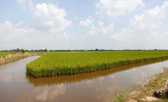 En el delta del Mekong, un impulso para cultivar alimentos con agua salada